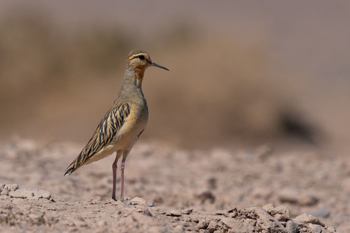 Tawny-throated Dotterel - ML641245869