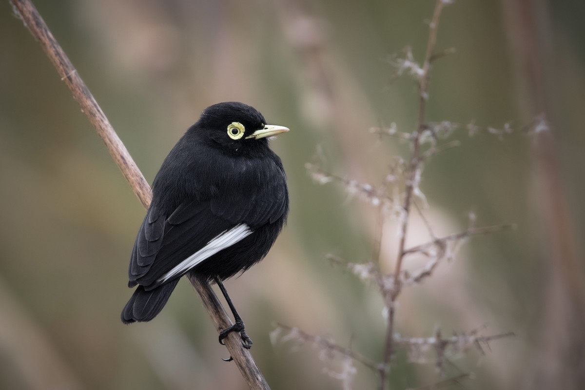 Spectacled Tyrant - ML641245874