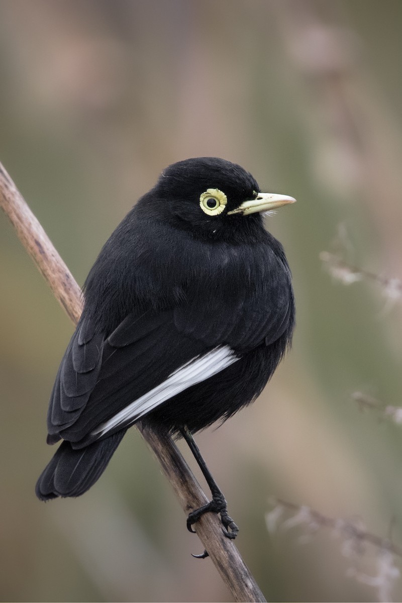 Spectacled Tyrant - ML641245875