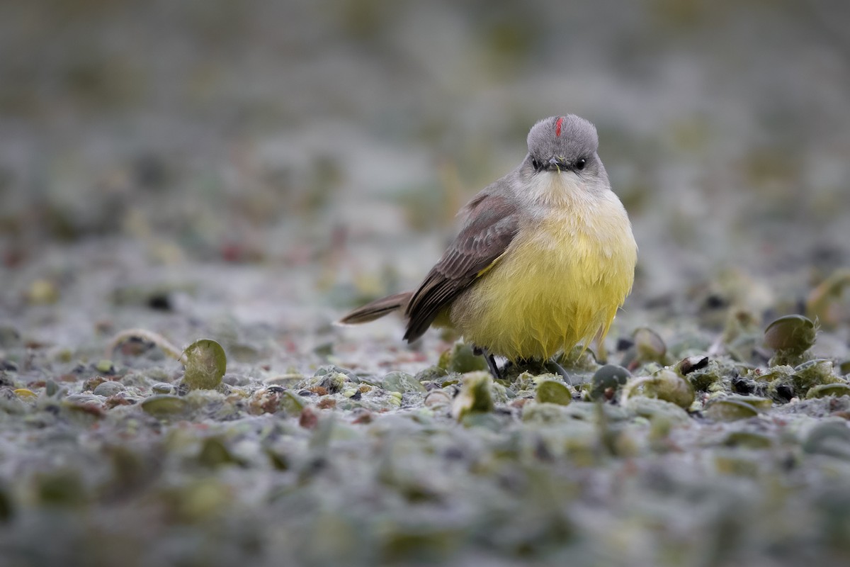 Cattle Tyrant - ML641245878