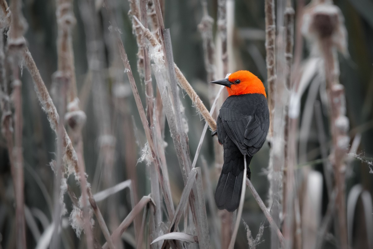 Scarlet-headed Blackbird - ML641245881