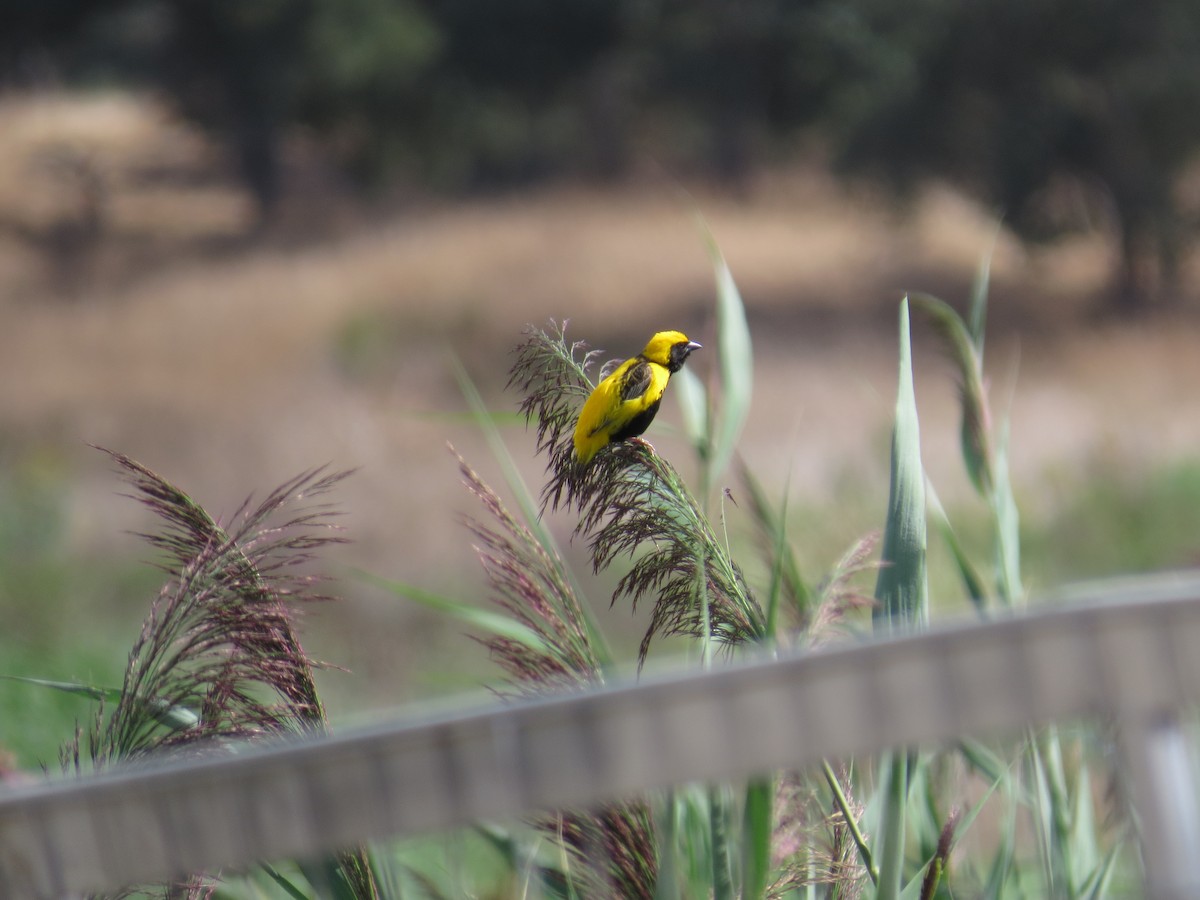 Yellow-crowned Bishop - ML641245893