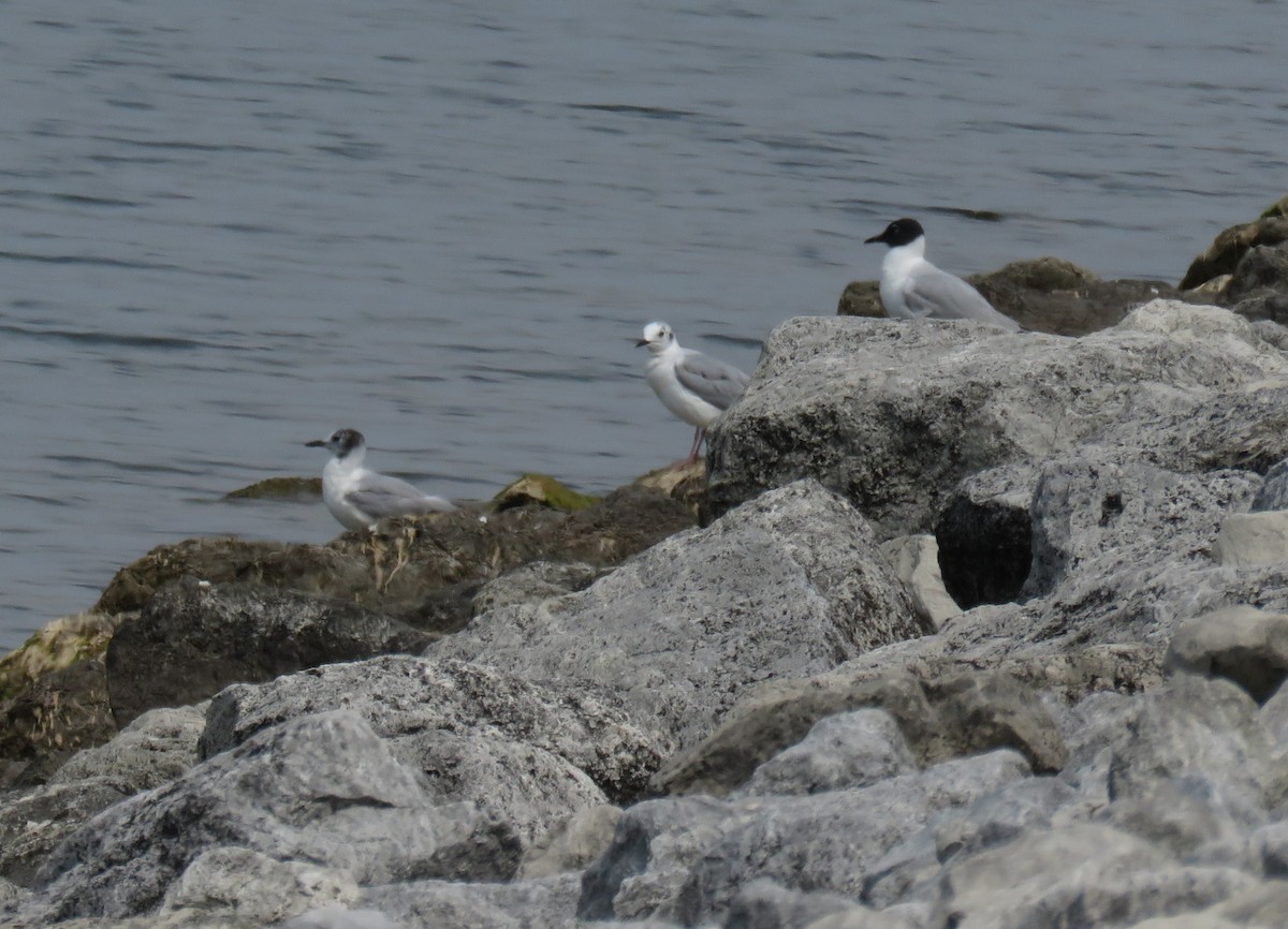 Bonaparte's Gull - ML641245914