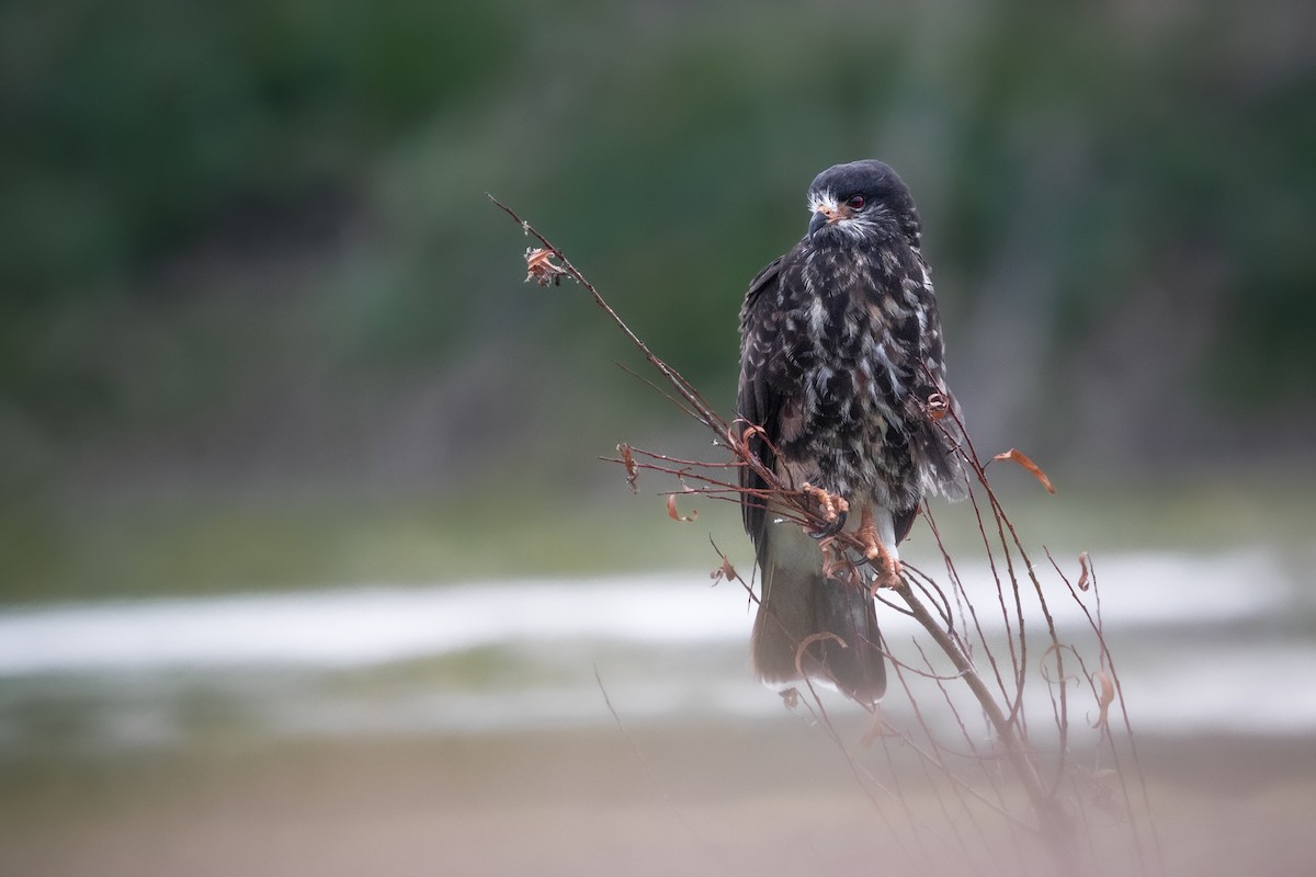 plžojed bažinný - ML641245918