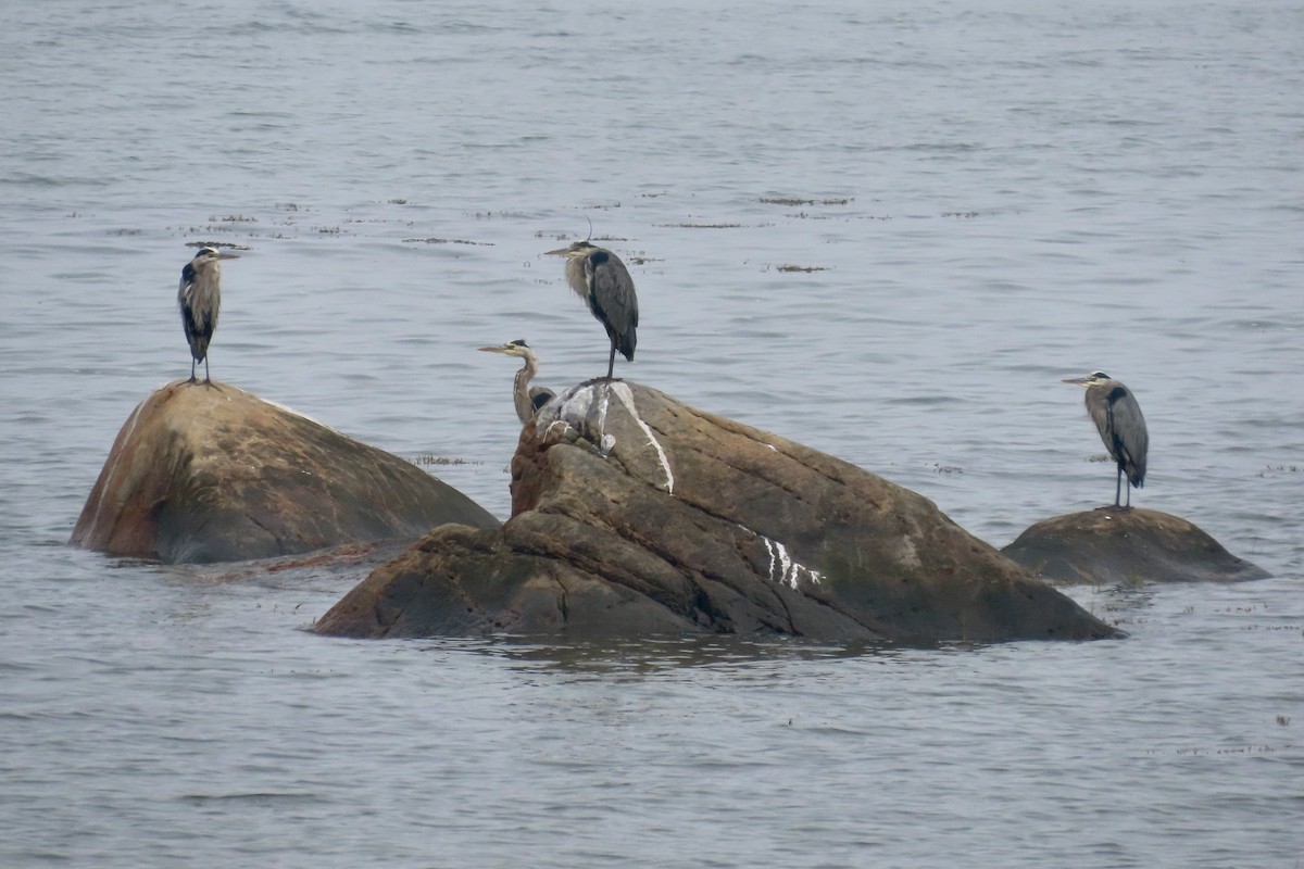 Great Blue Heron - ML641245974
