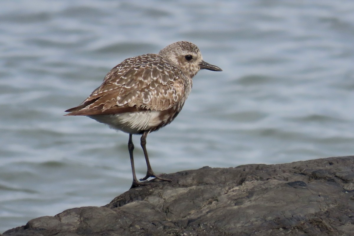 Black-bellied Plover - ML641246009