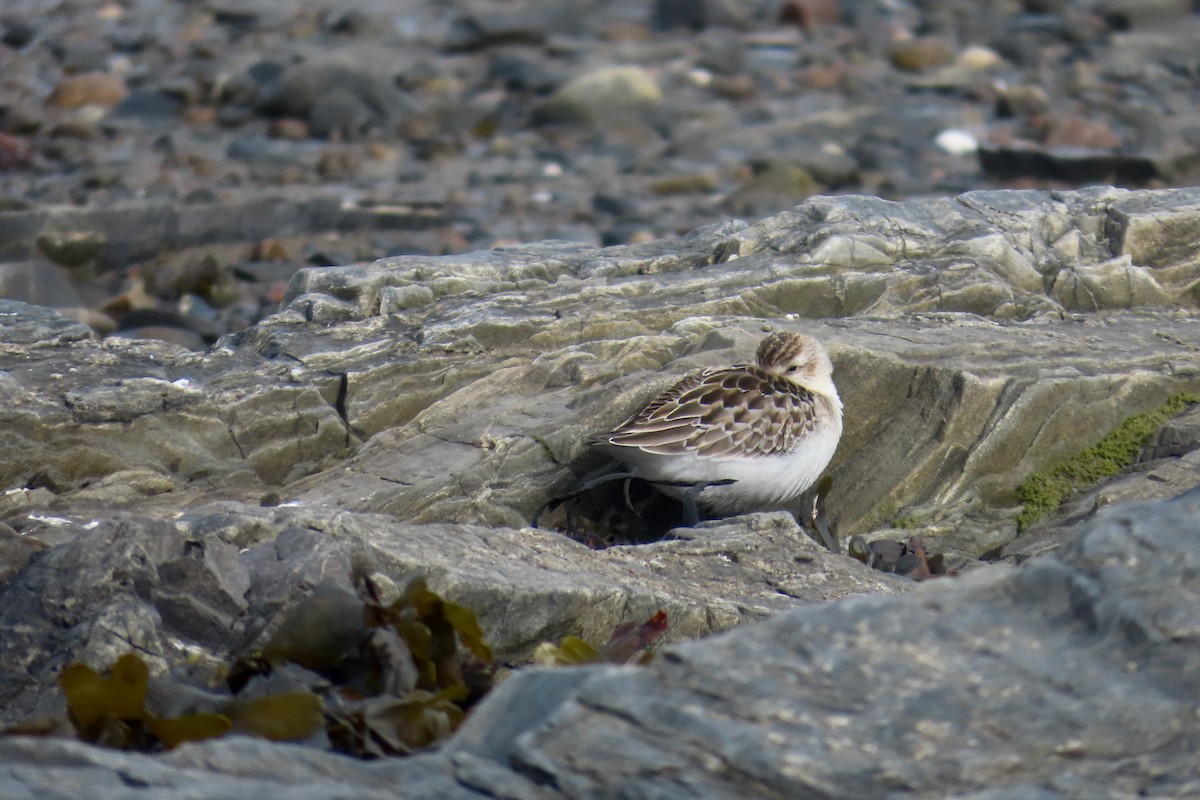 Semipalmated Sandpiper - ML641246012