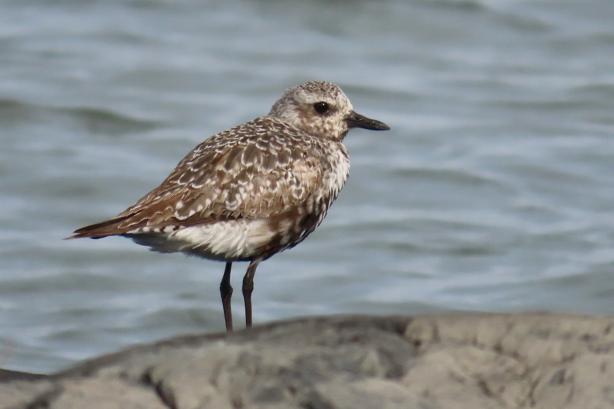 Black-bellied Plover - ML641246018