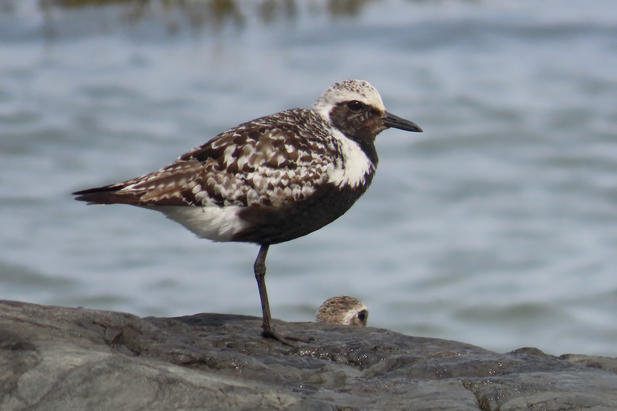 Black-bellied Plover - ML641246022