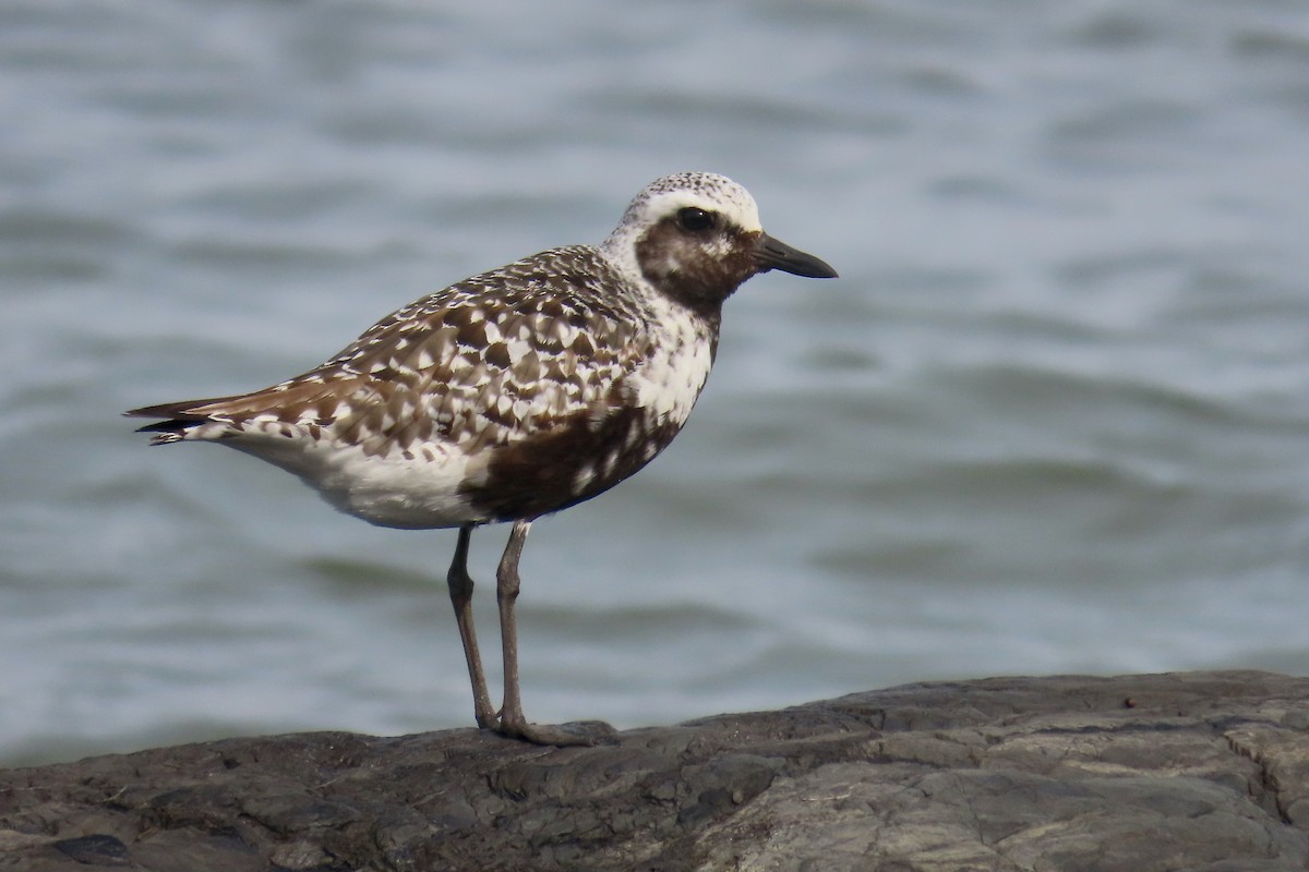 Black-bellied Plover - ML641246024