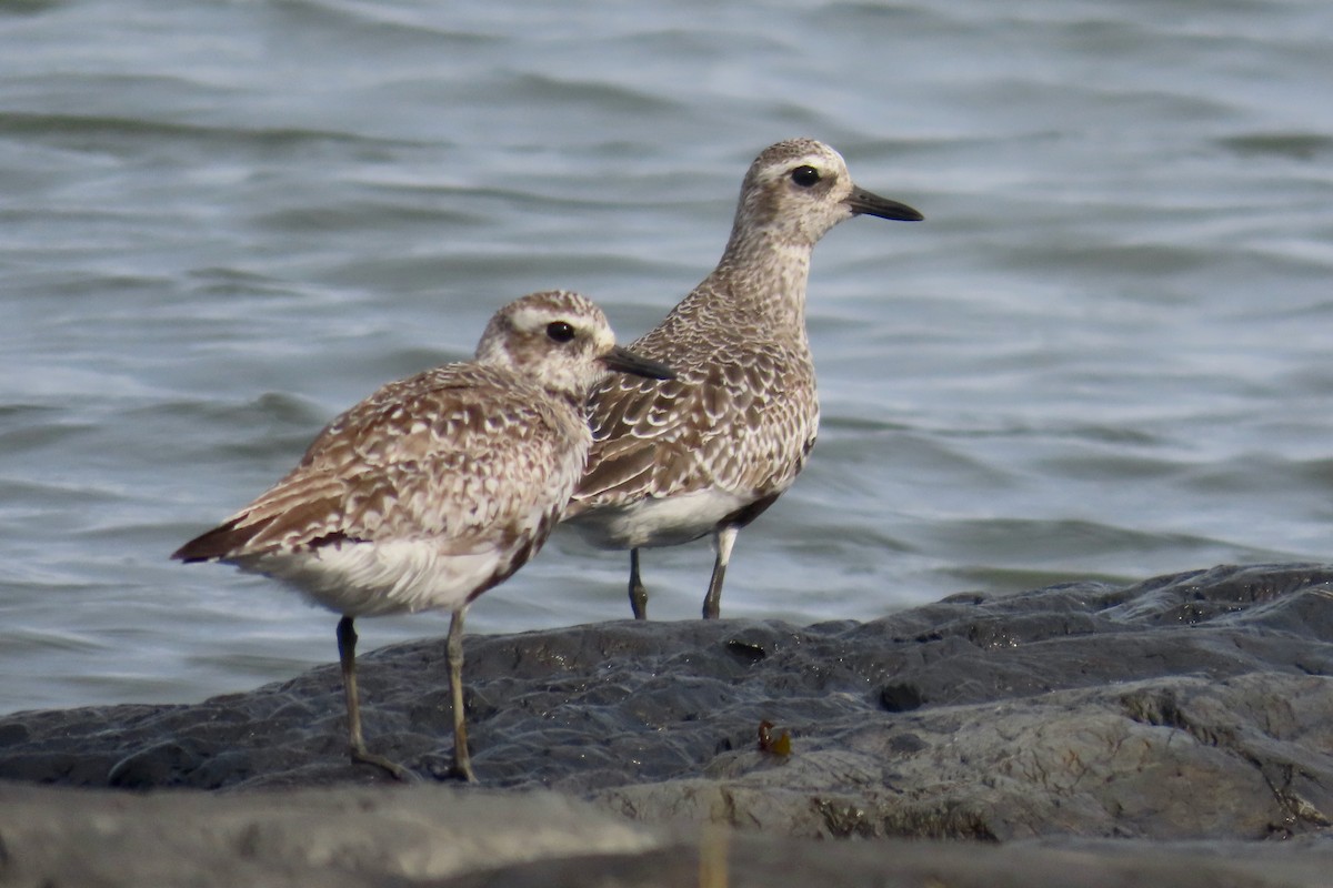 Black-bellied Plover - ML641246027
