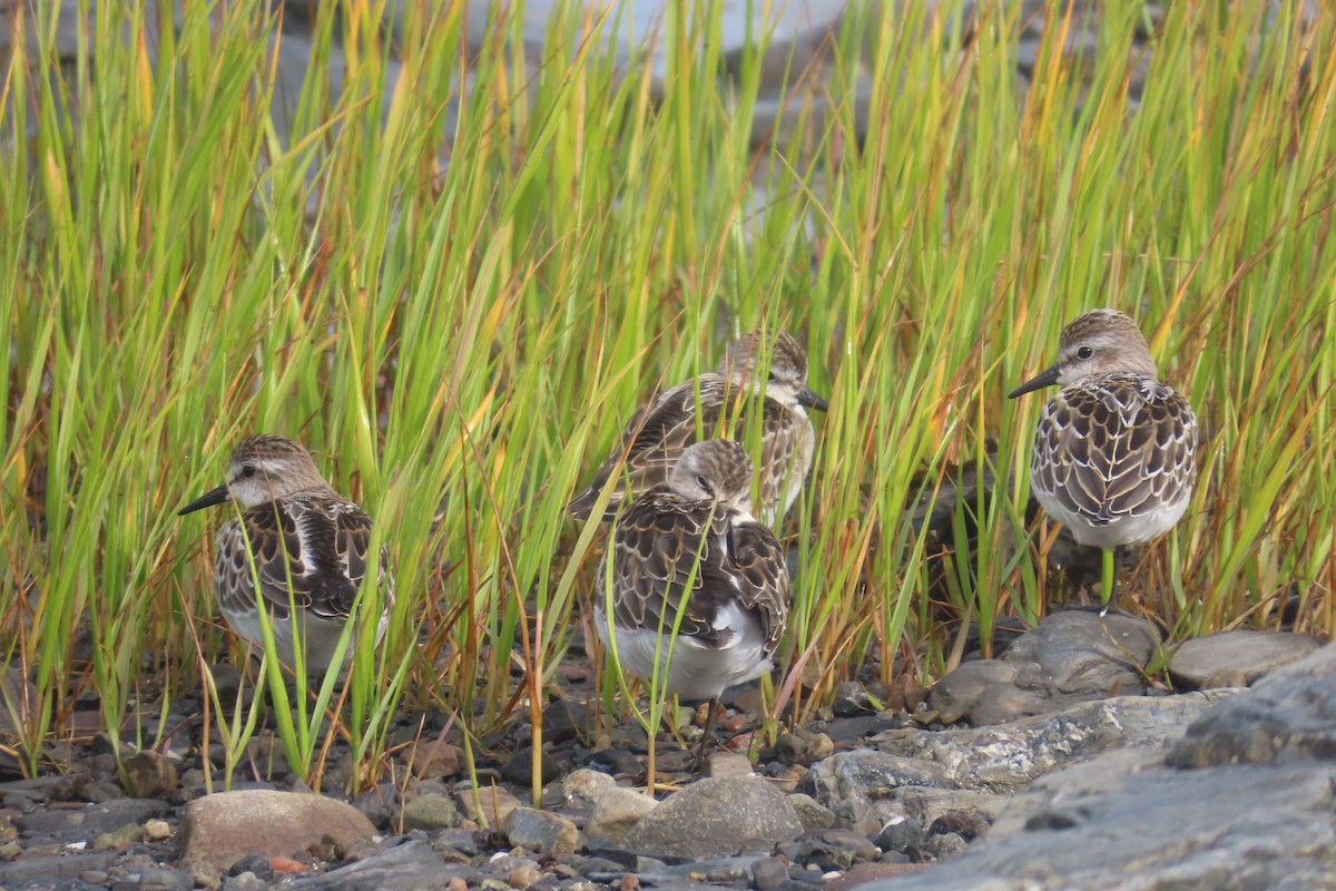 Semipalmated Sandpiper - ML641246056
