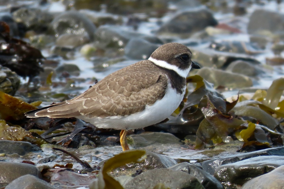 Semipalmated Plover - ML641246068