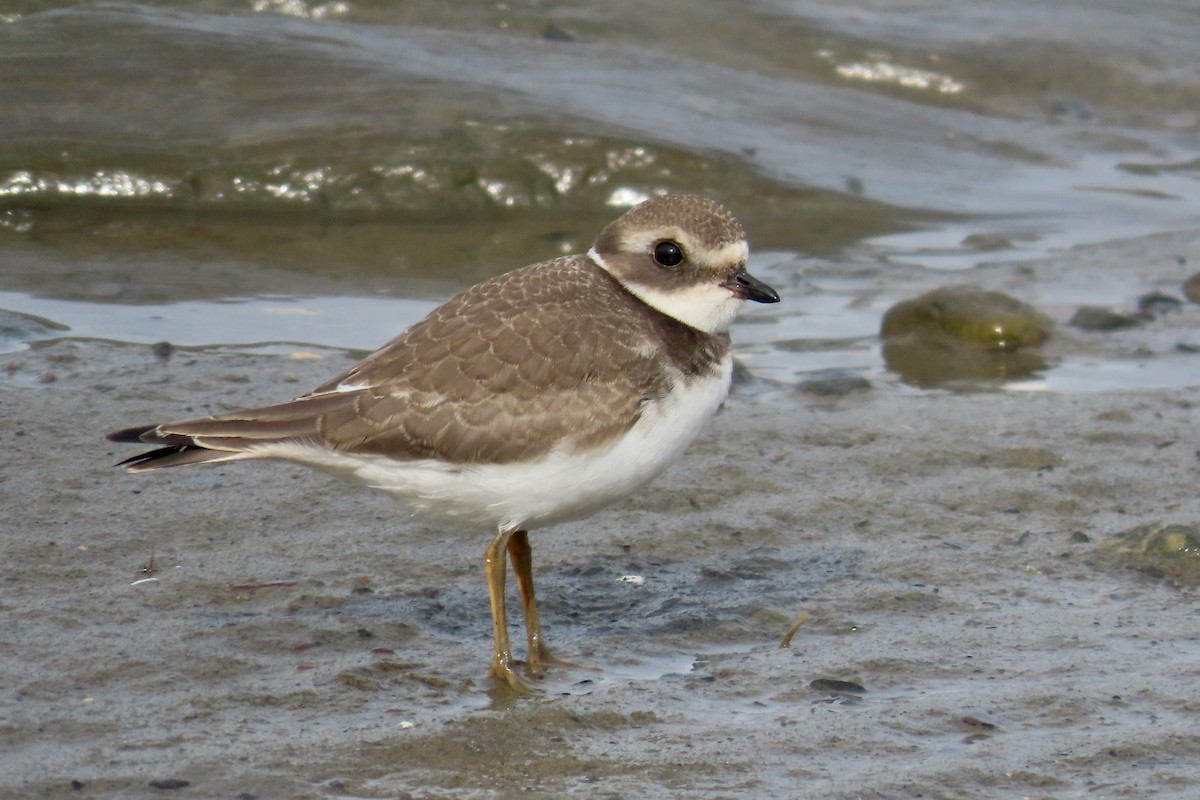 Semipalmated Plover - ML641246073
