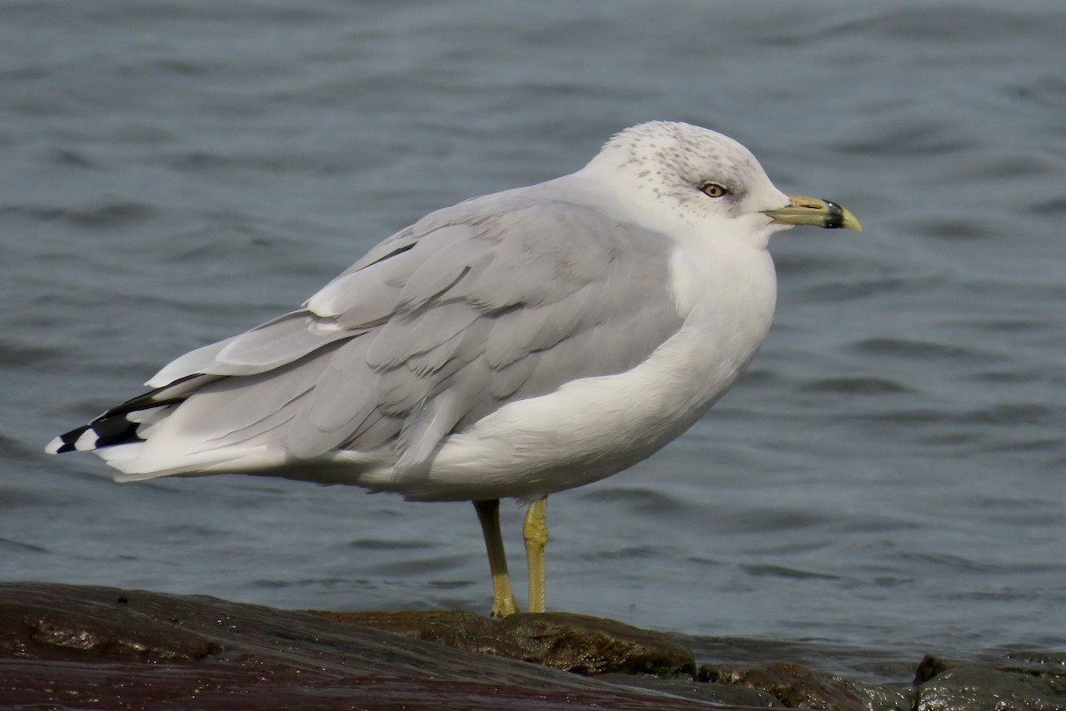 Ring-billed Gull - ML641246077