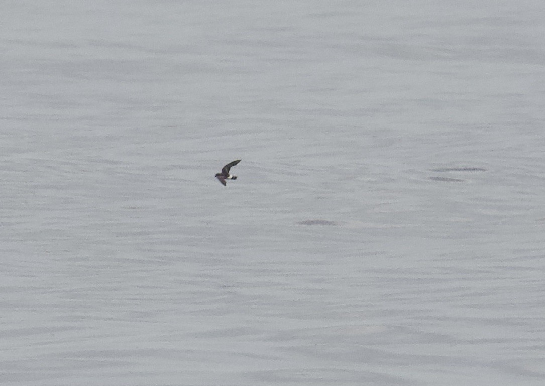 European Storm-Petrel - ML641246105