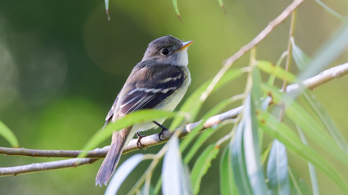 Alder/Willow Flycatcher (Traill's Flycatcher) - ML641246118