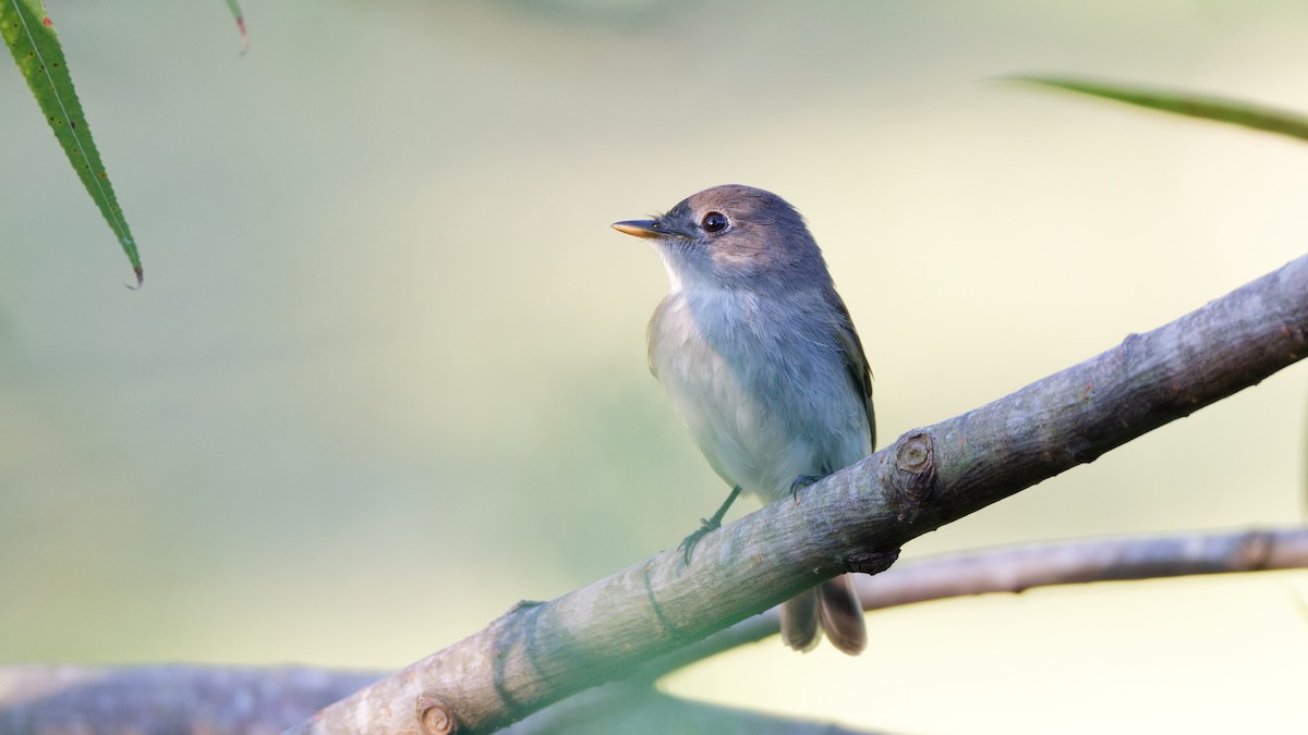 Empidonax sp. - ML641246124