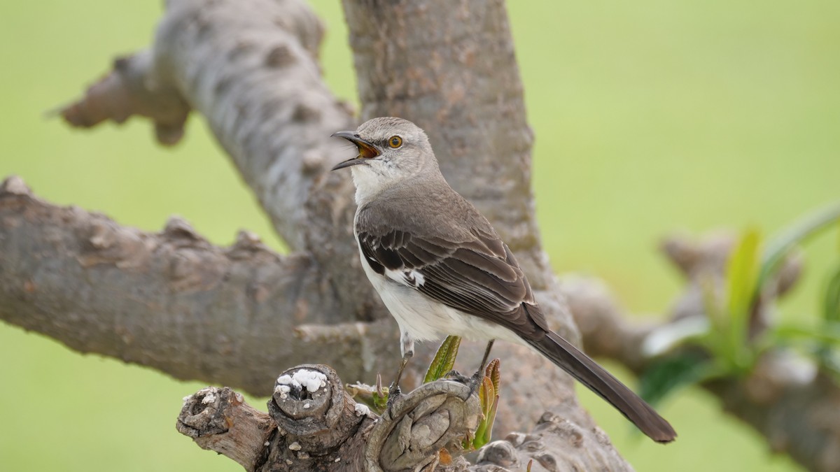 Northern Mockingbird - ML641246150