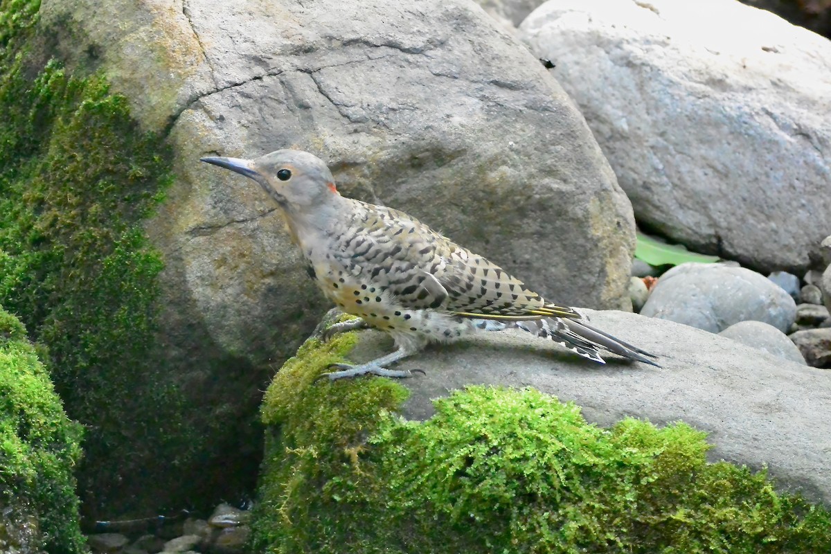Northern Flicker - ML641246205