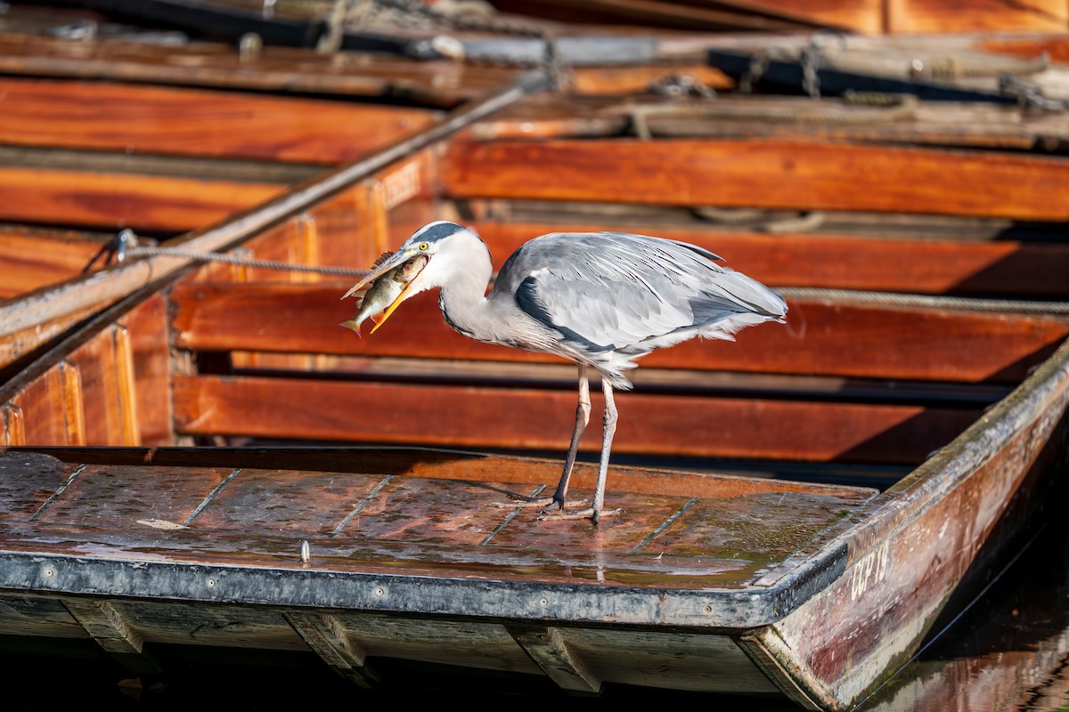 Gray Heron (Gray) - ML641246223
