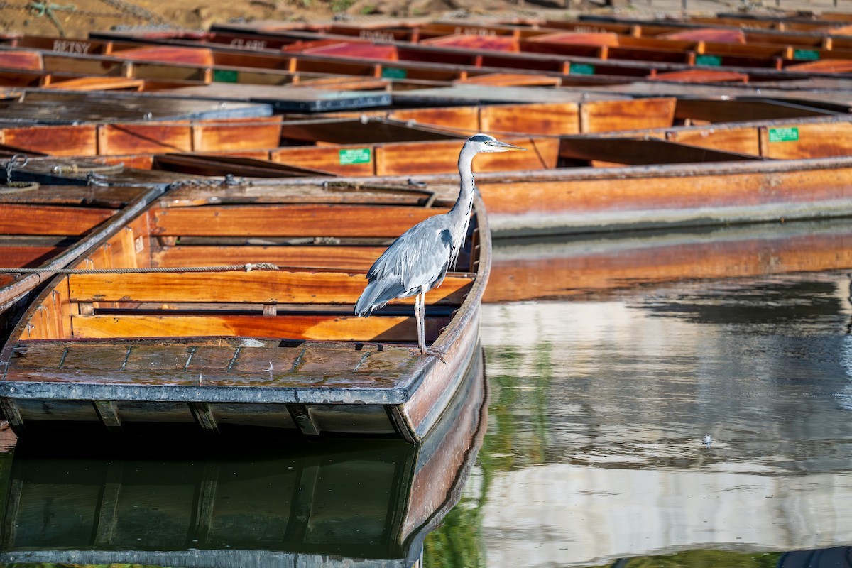 Gray Heron (Gray) - ML641246224