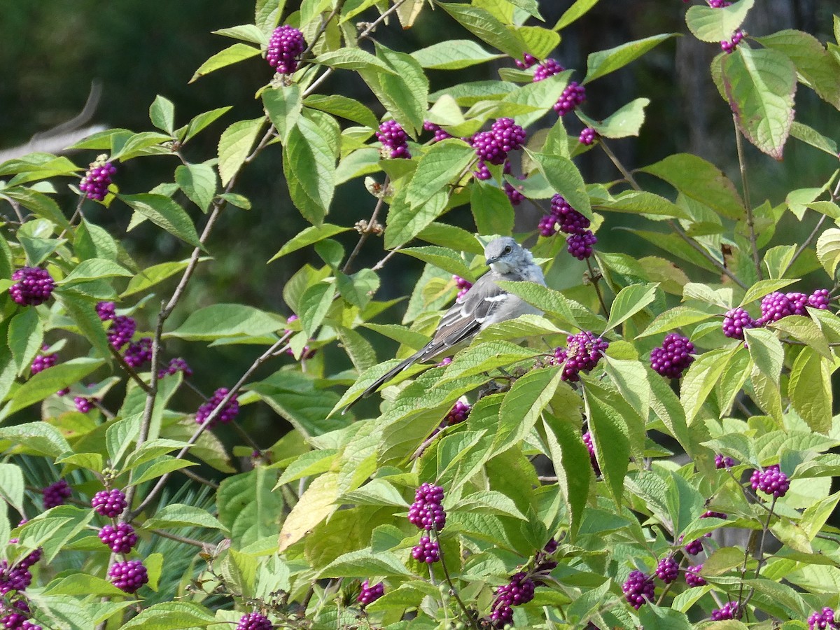 Northern Mockingbird - ML641246227