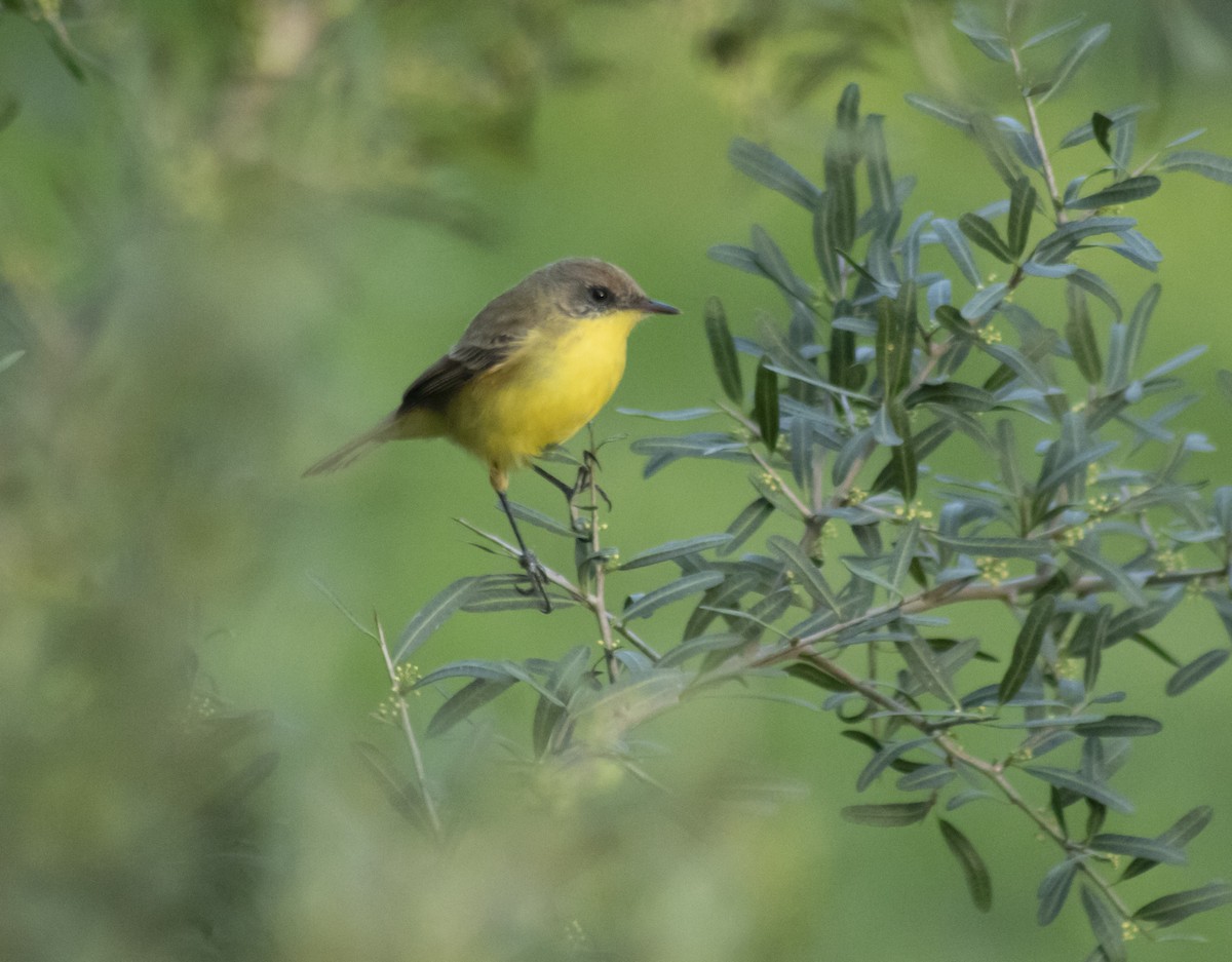 Ticking Doradito - ML641246269