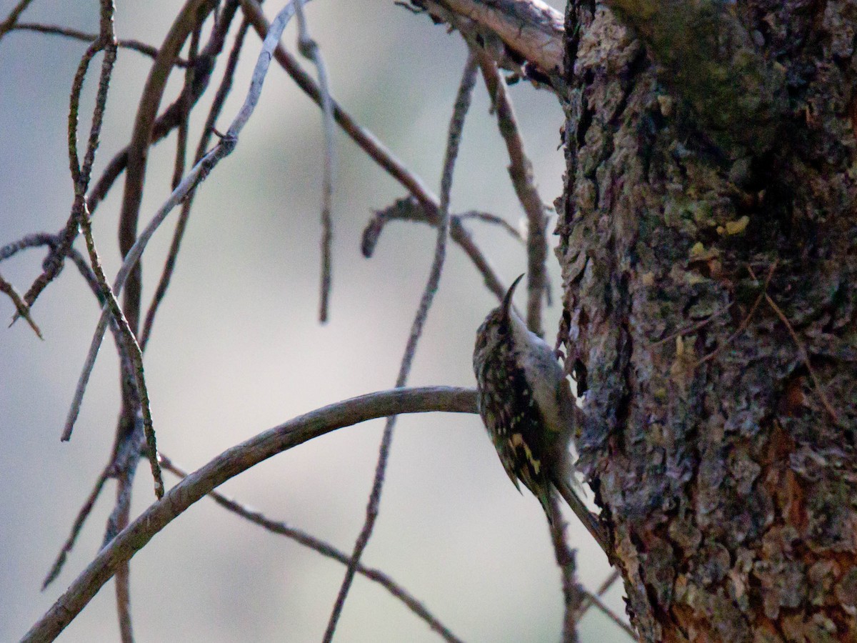 Brown Creeper - ML641246272