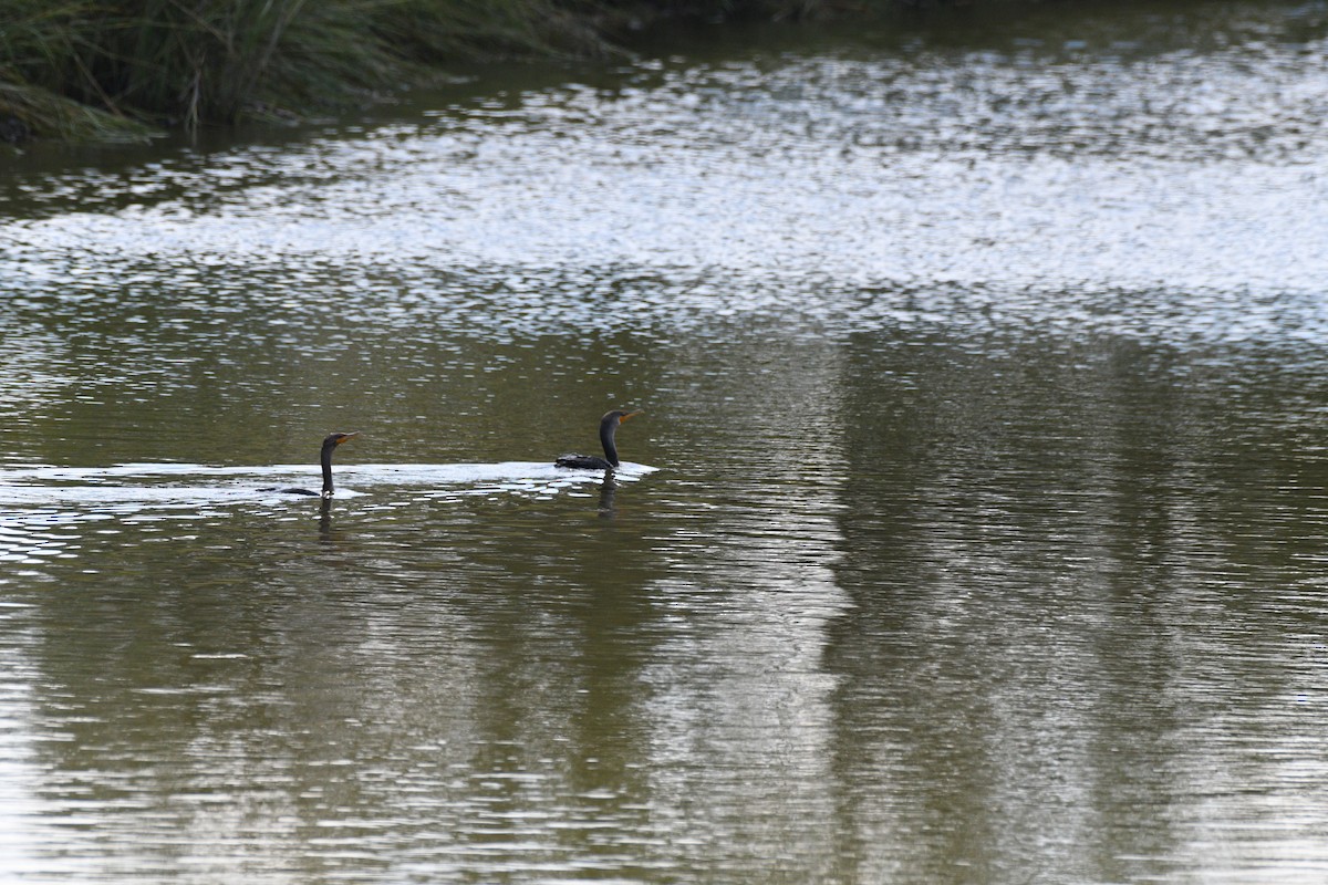Double-crested Cormorant - ML641246280