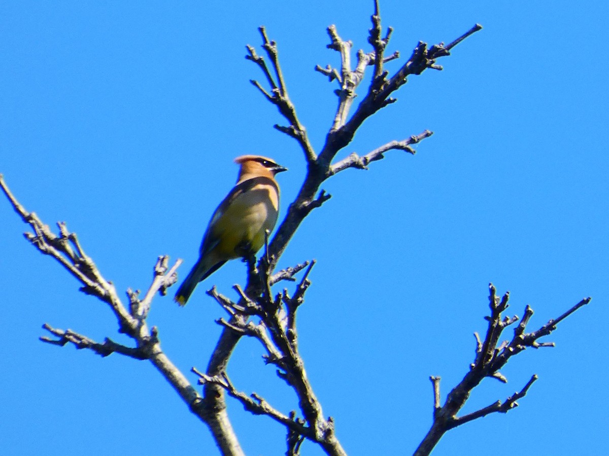 Cedar Waxwing - ML641246293