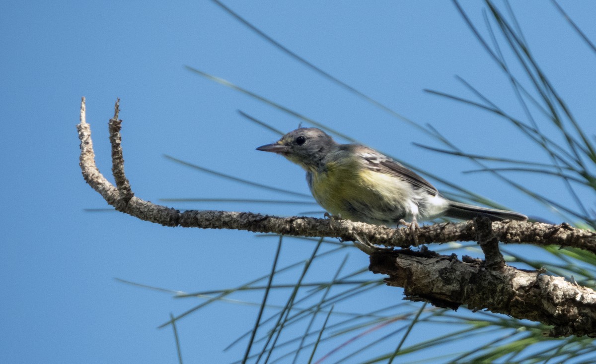 Pine Warbler - ML641246317