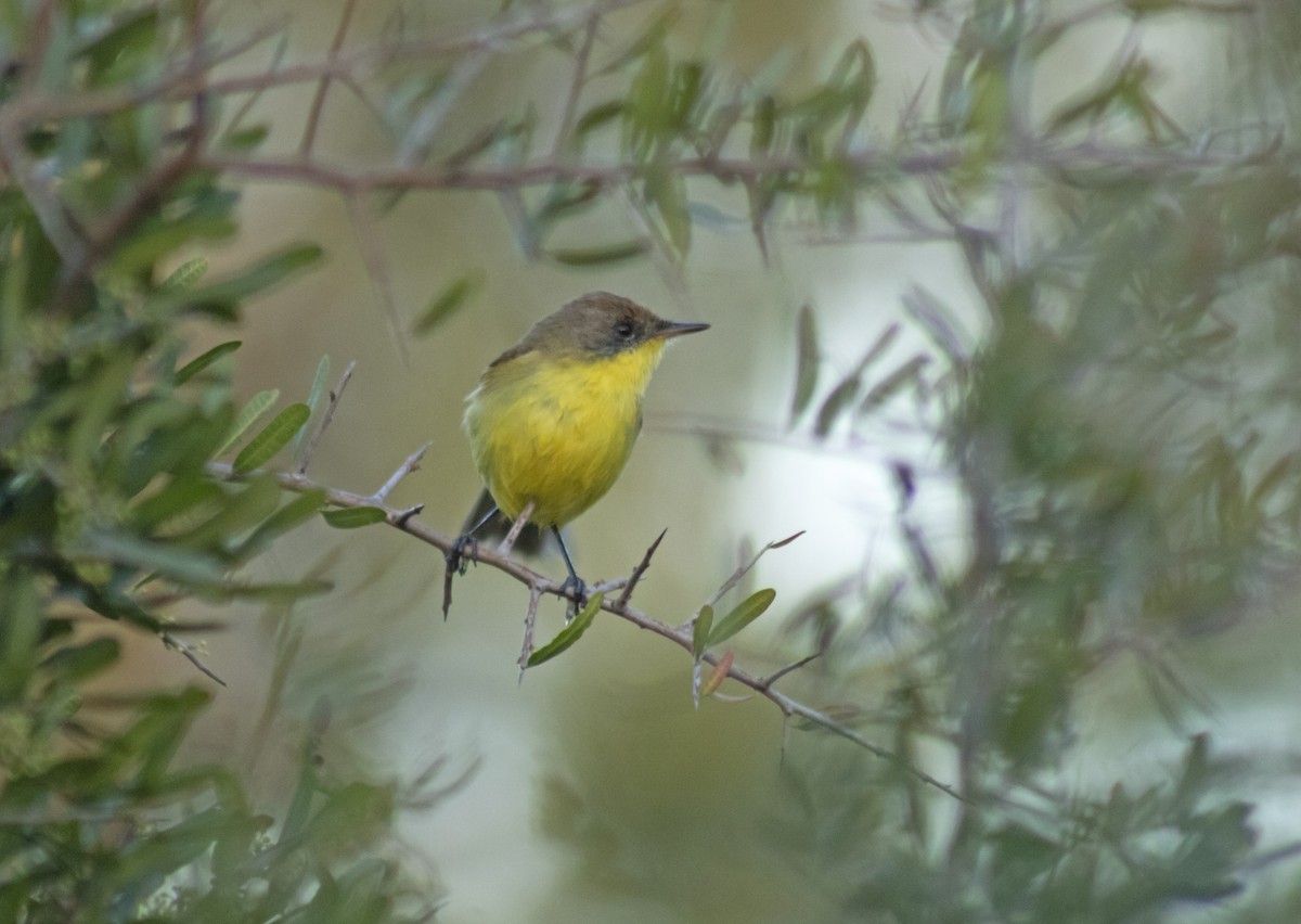 Ticking Doradito - ML641246318