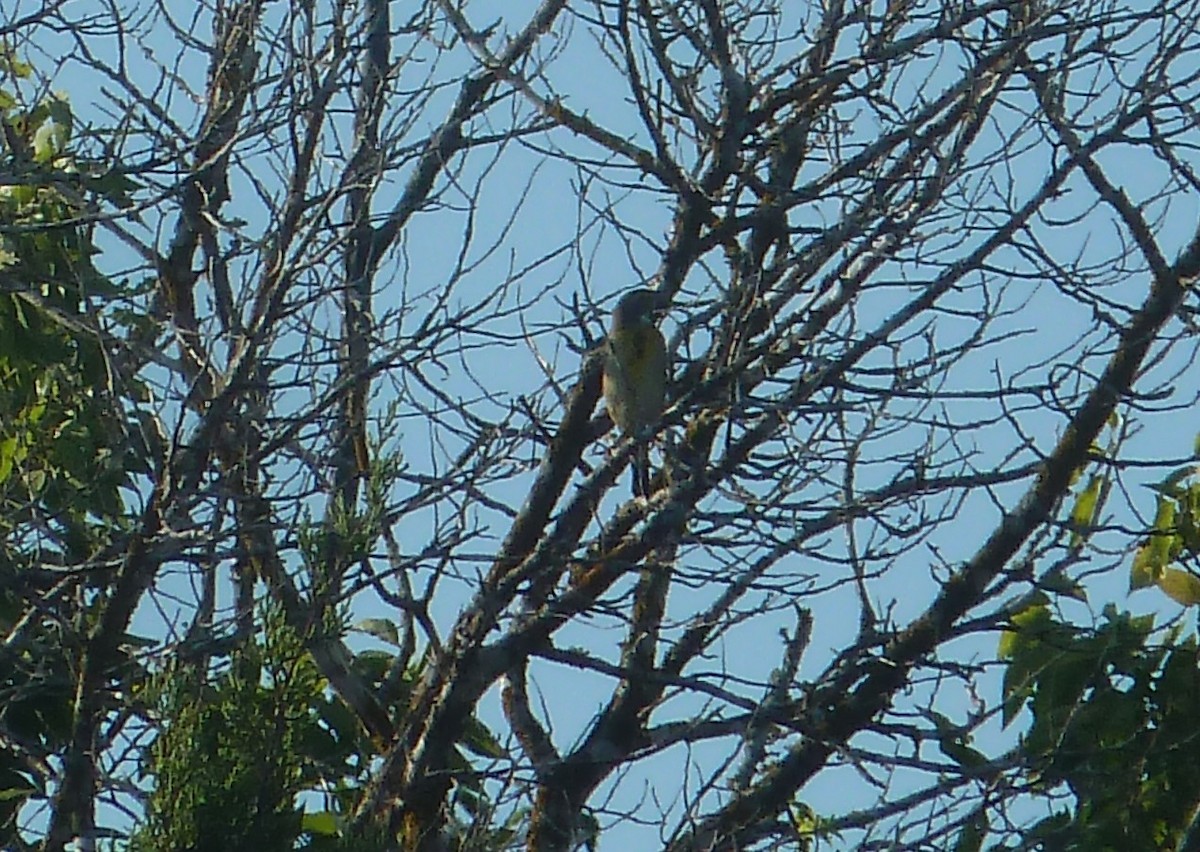 Dickcissel - ML641246375