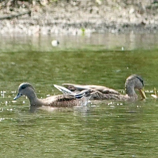 Canard d'Amérique - ML641246429