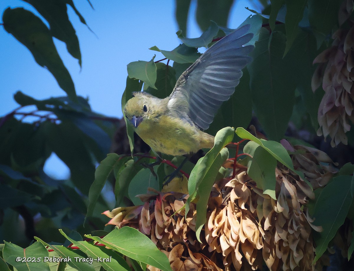 Scarlet Tanager - ML641246451