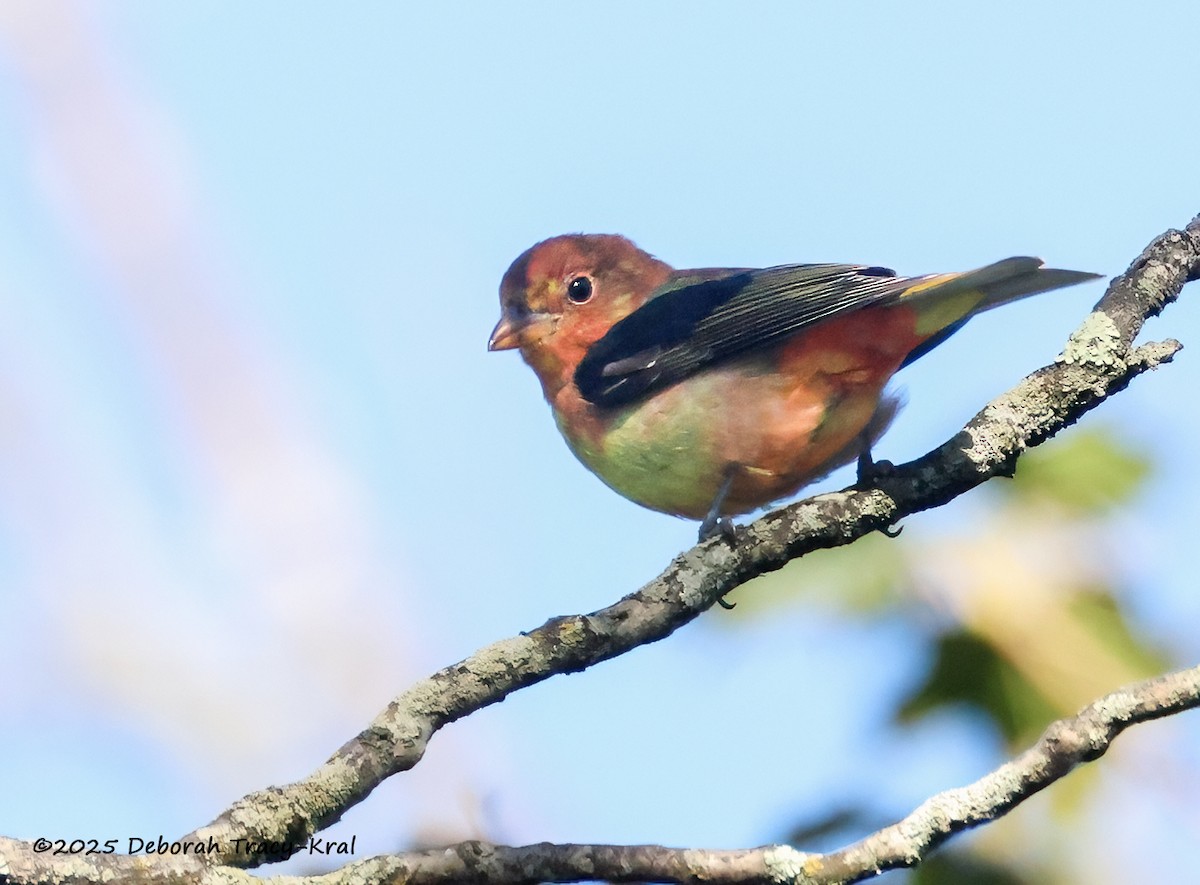 Scarlet Tanager - ML641246452