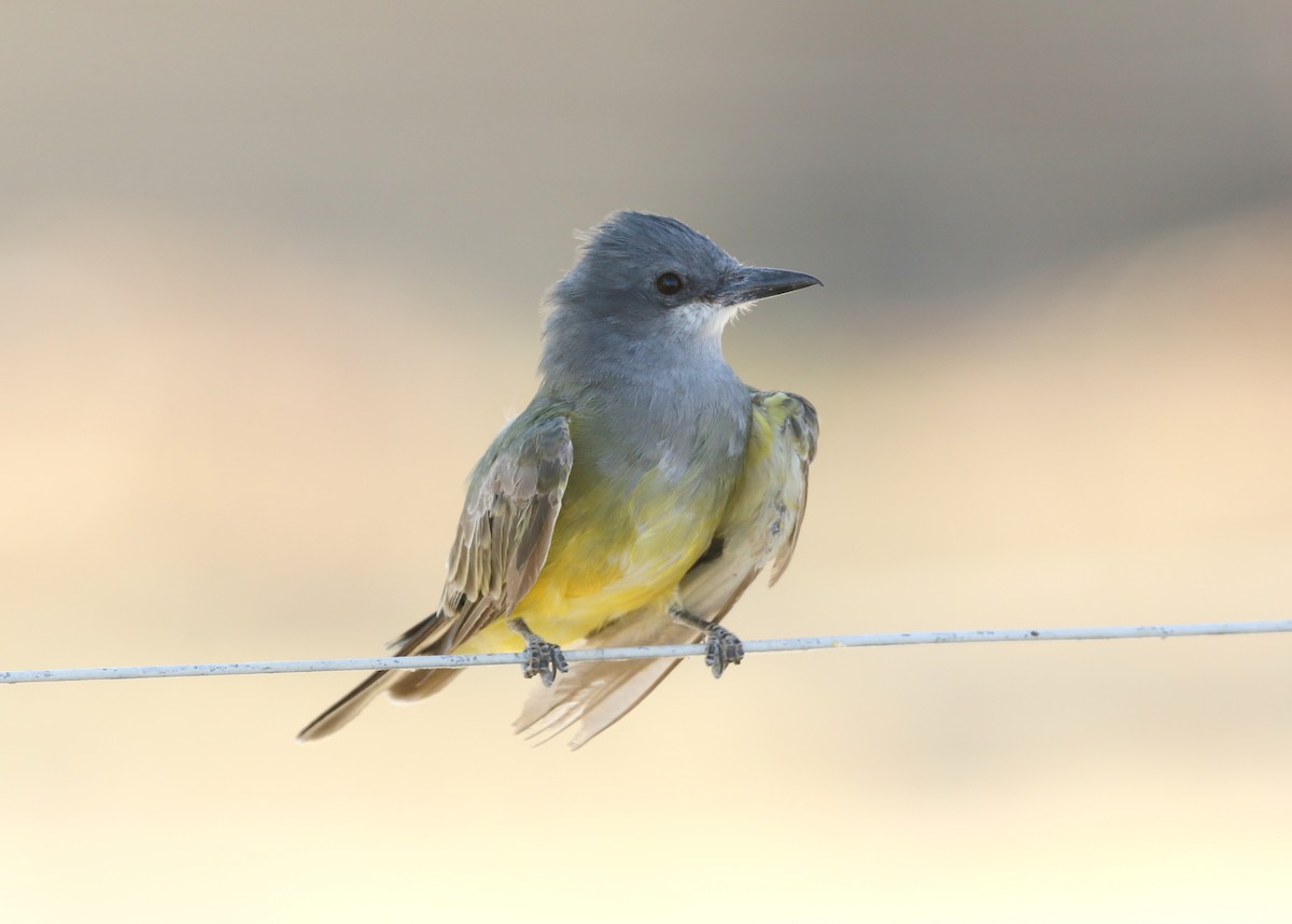 Tyran de Cassin - ML641246484