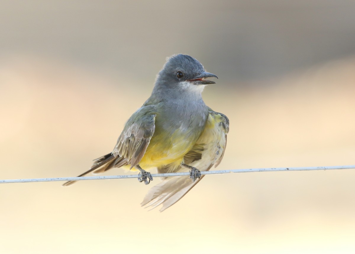 Tyran de Cassin - ML641246486