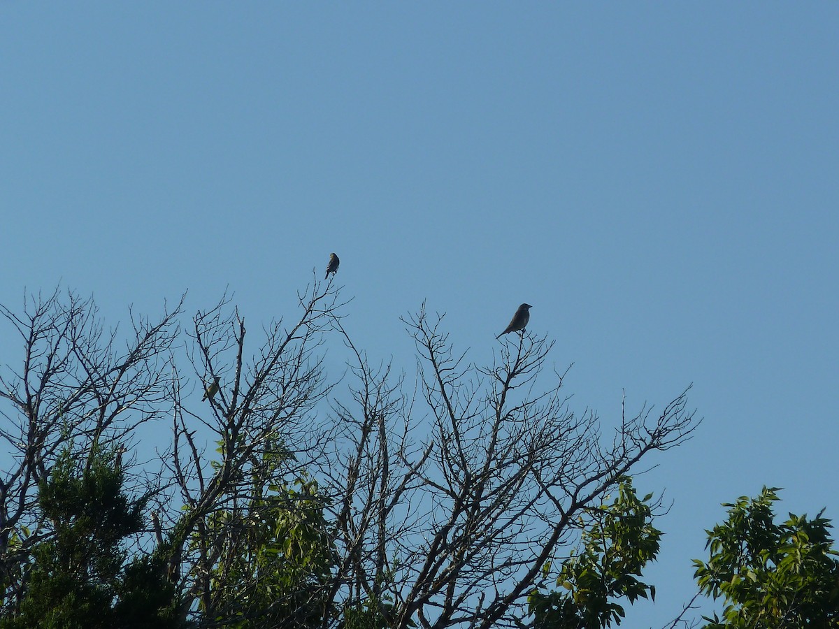 Dickcissel - ML641246500