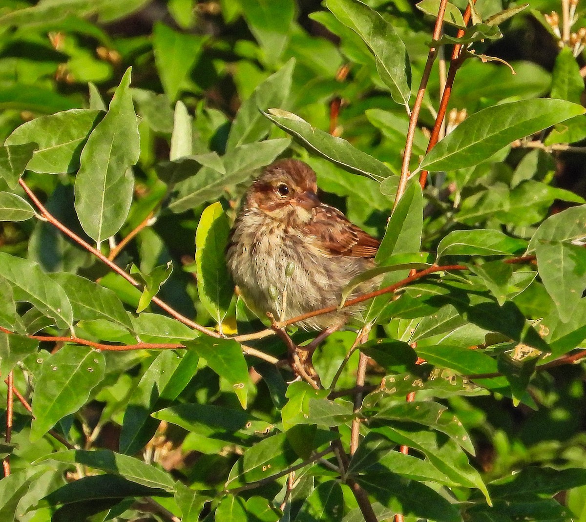 Swamp Sparrow - ML641246544