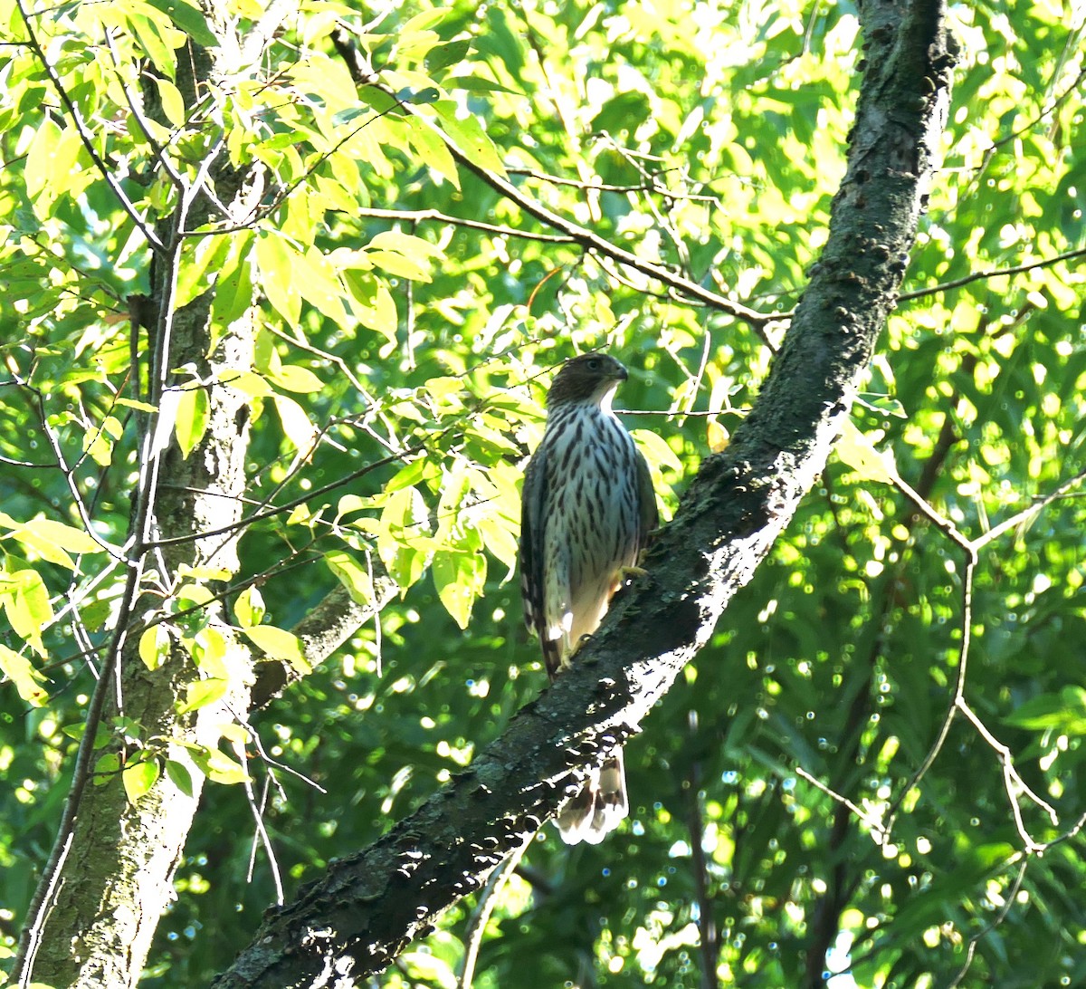 Cooper's Hawk - ML641246628