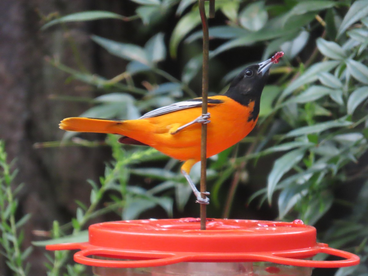 Baltimore Oriole - ML641246648