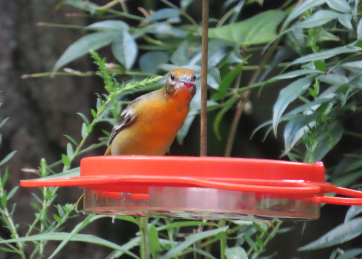 Baltimore Oriole - ML641246649