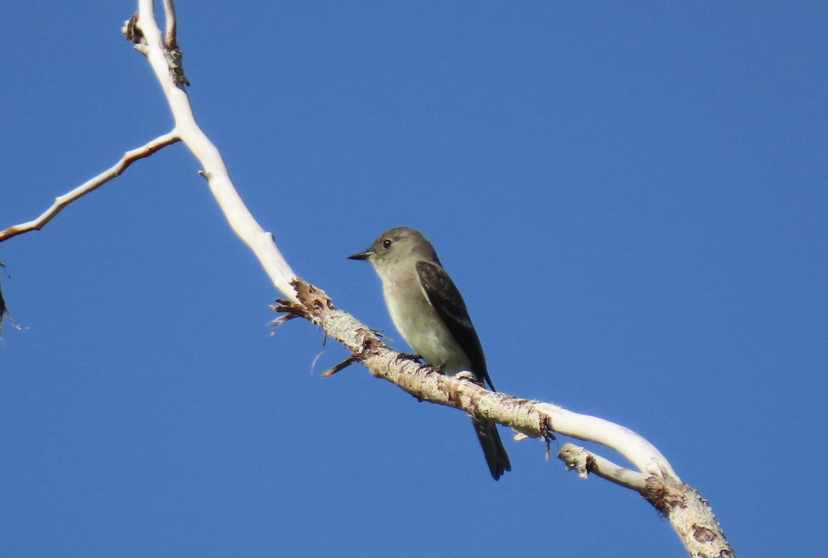 Western Wood-Pewee - ML641246665