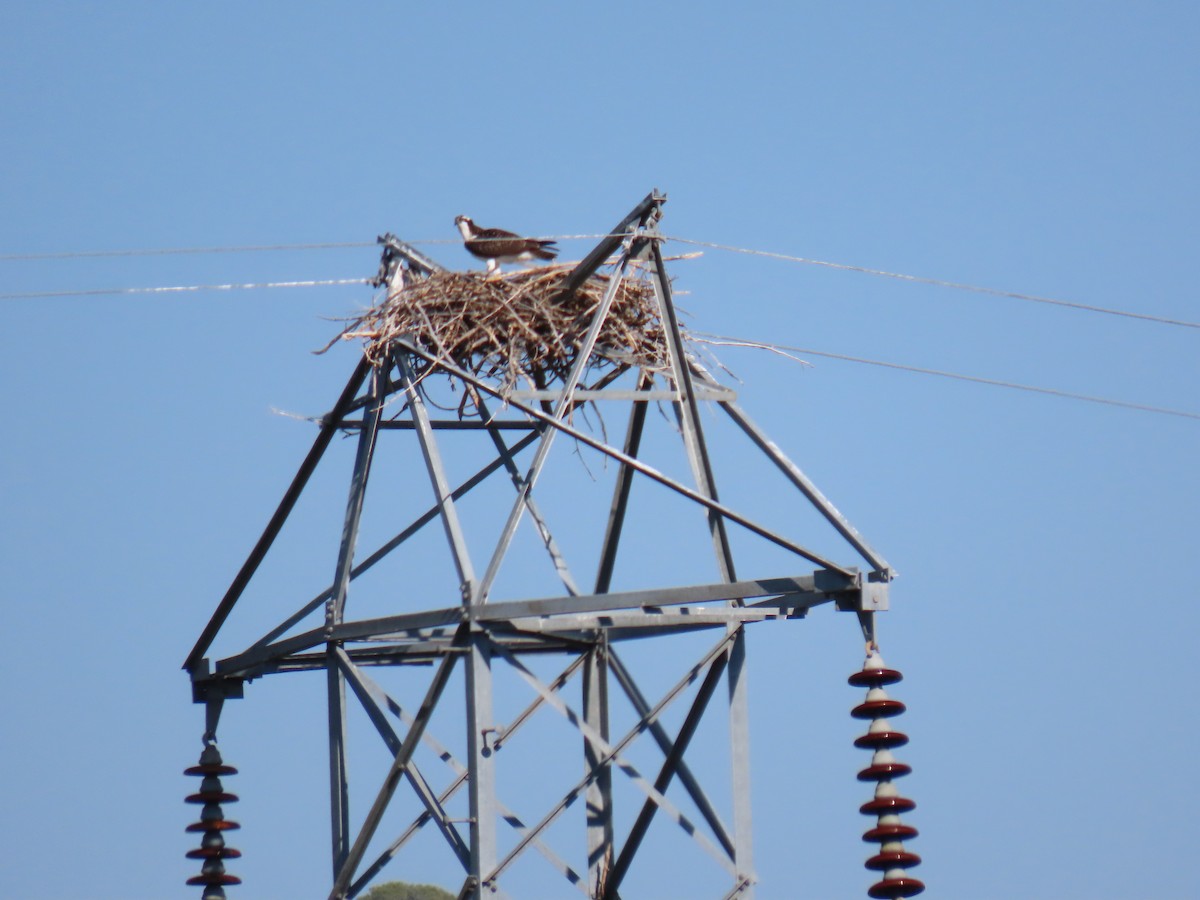 Osprey - ML641246675