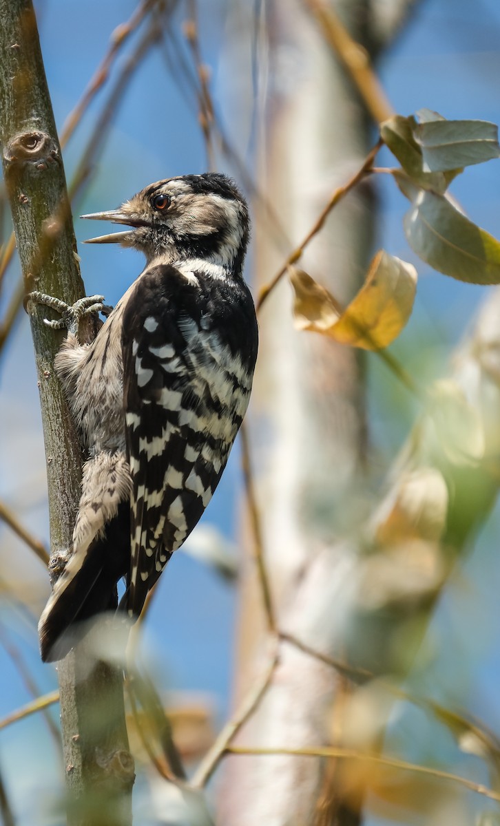 Lesser Spotted Woodpecker - ML641246701