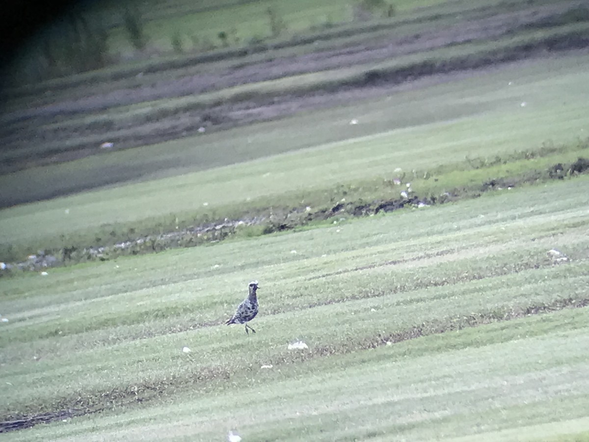 American Golden-Plover - ML641246732