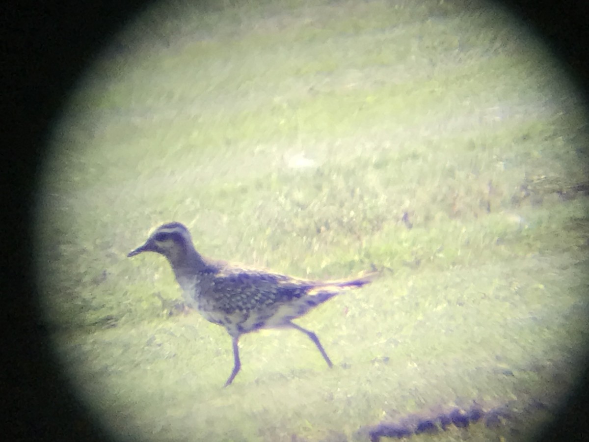 American Golden-Plover - ML641246744