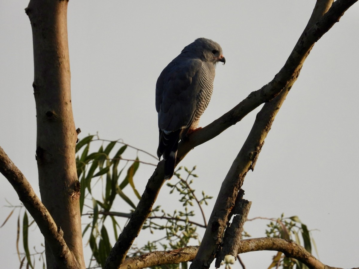 Lizard Buzzard - ML641246766